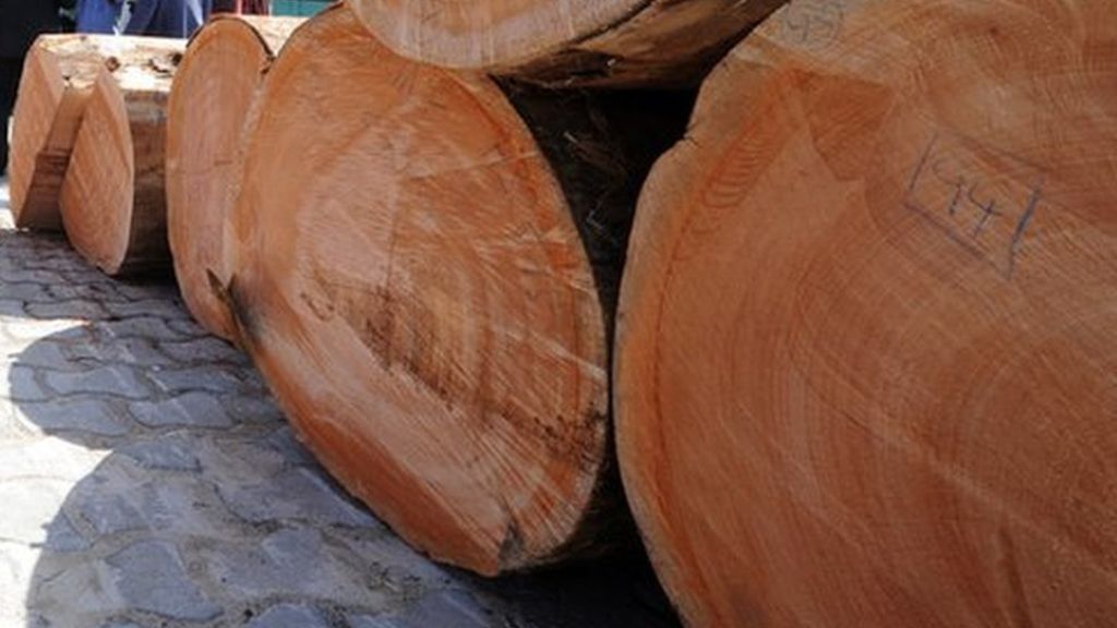 Over 5 Million Rosewood Trees Exported Illegally To China Report 