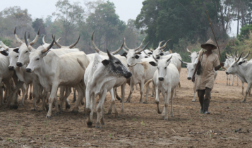 Cattle Archives | The Ghana Report