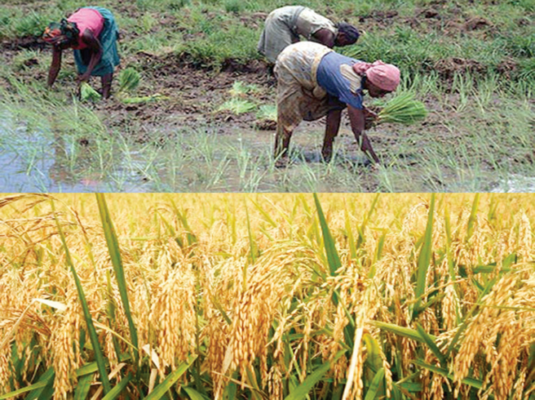 Farmers urged to adopt transplanting technology in rice production ...