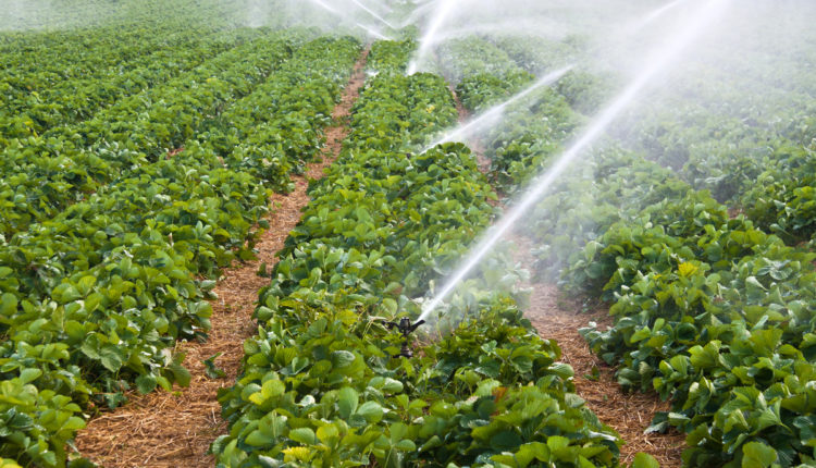 sprinkler irrigation system