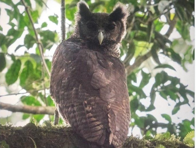 Shelley’s Eagle-Owl
