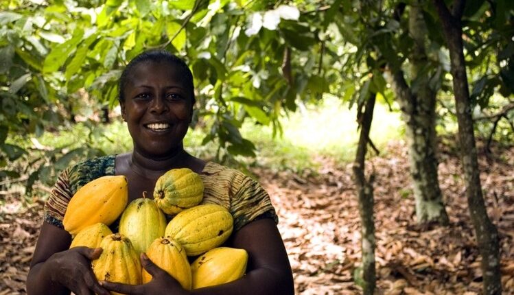 Ghanaian-cocoa-farmers