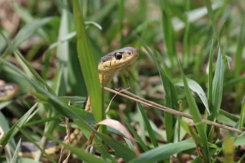 5 Signs There Are Snakes In Your Backyard