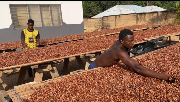 COCOBOD