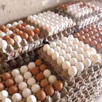 eggs