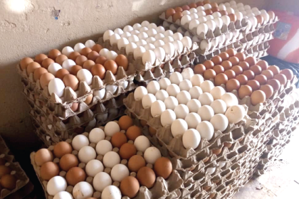 eggs