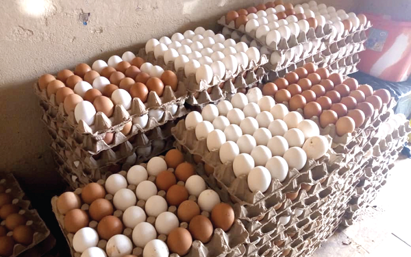 eggs