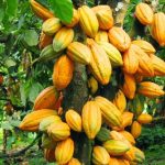 COCOBOD