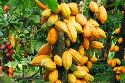 COCOBOD
