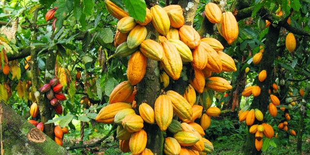 COCOBOD