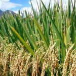 RICE FARMERS