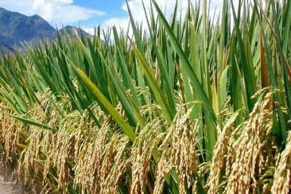 RICE FARMERS
