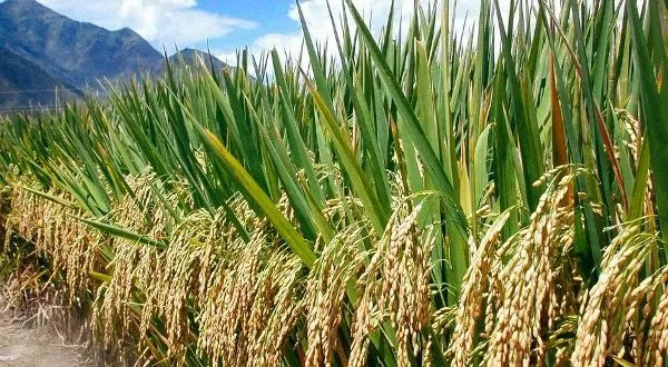 RICE FARMERS