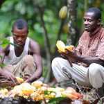 COCOA FARMERS