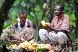 COCOA FARMERS