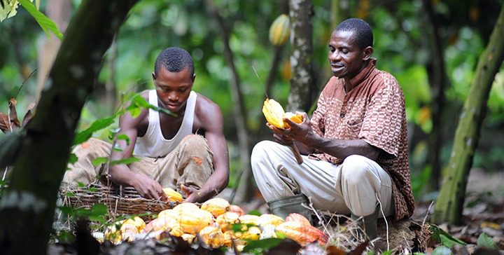 COCOA FARMERS