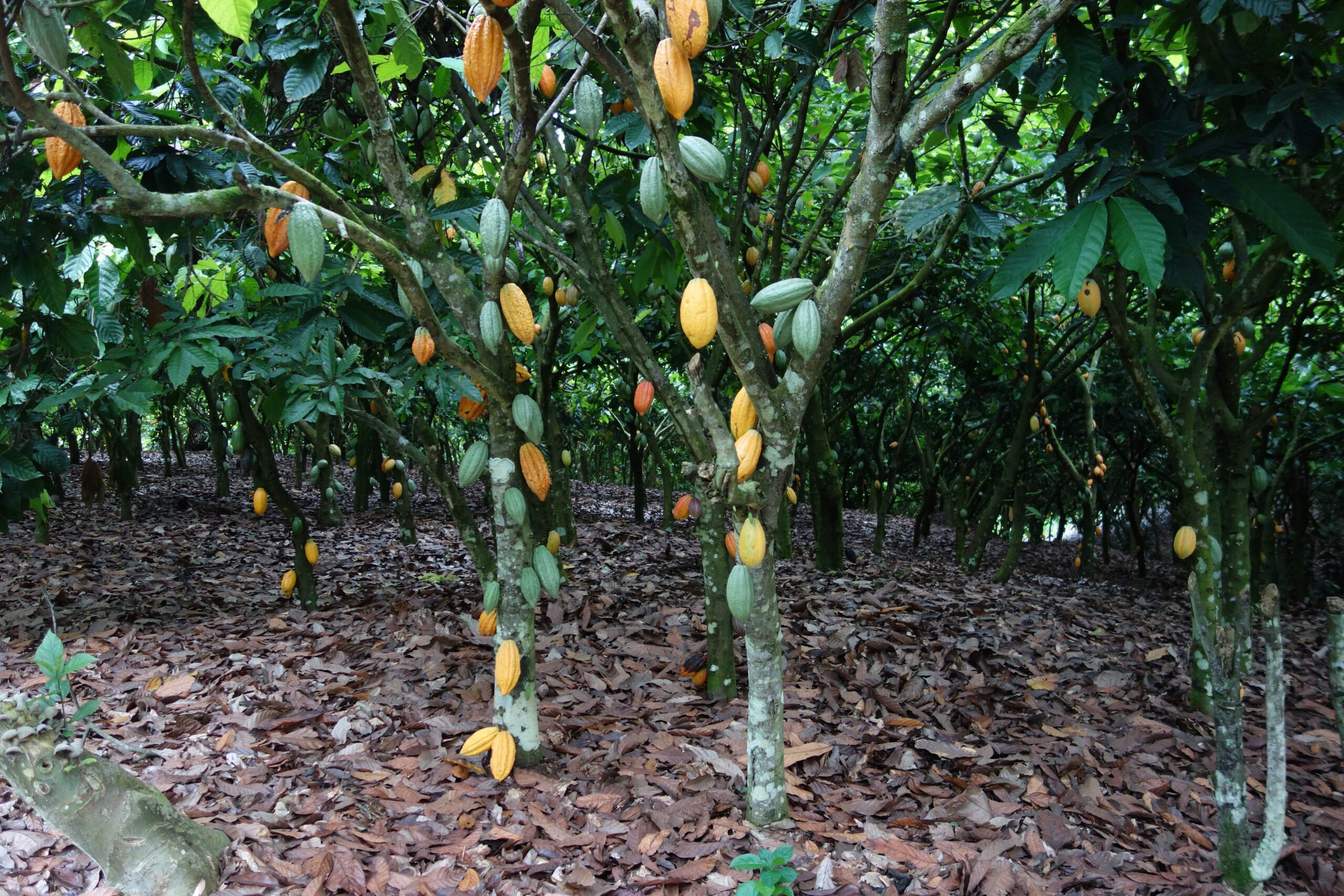Over 100,000 acres of cocoa farms lost to galamsey – COCOBOD