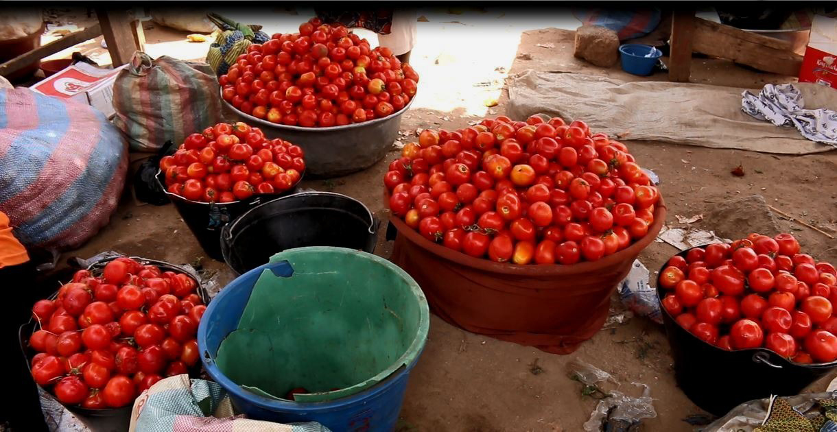 V/R: Tomato farmers count losses as shortage of crates, buyers leave produce to rot